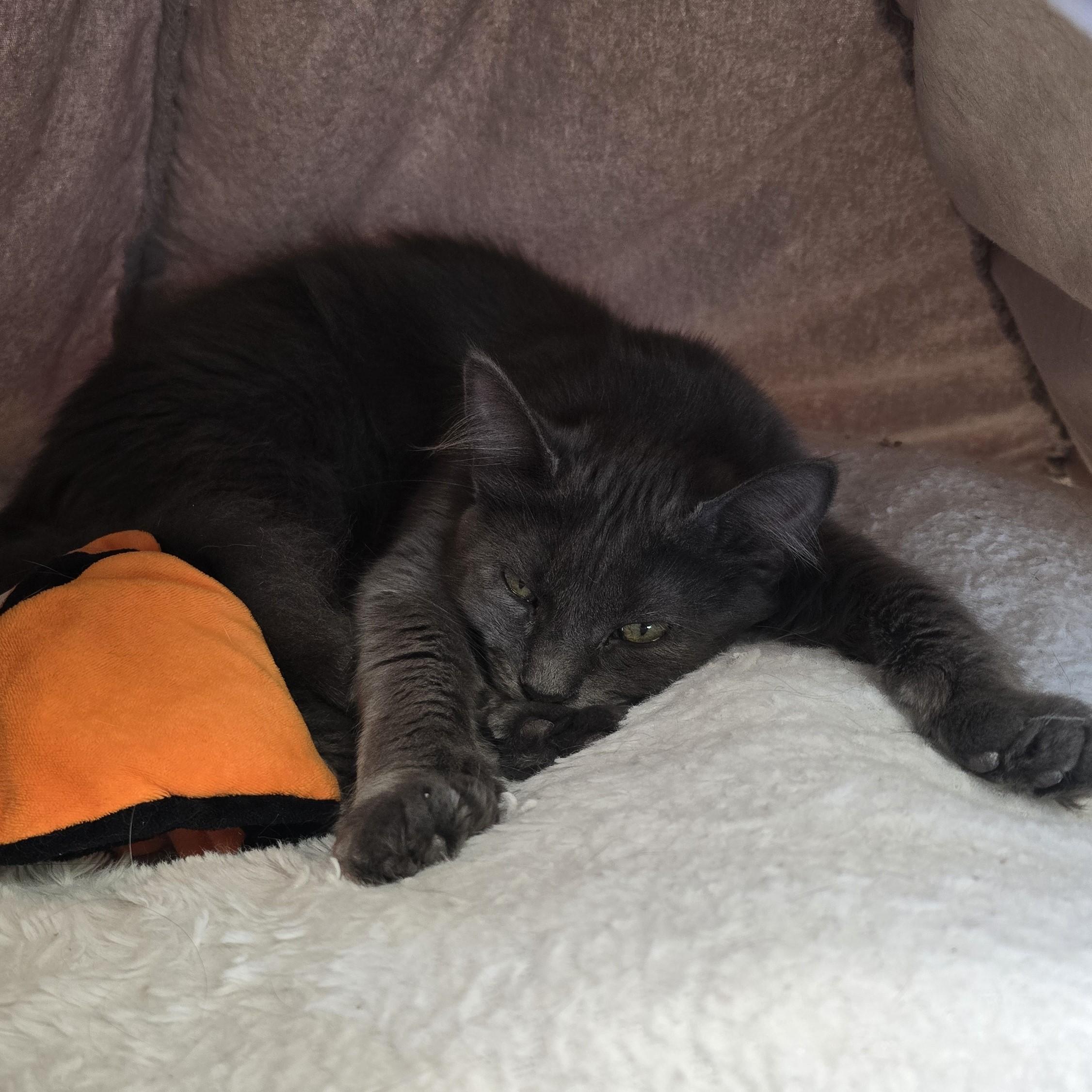 Enlarge Niño, a ADOPTABLE Domestic Medium Hair in Nashville, TN image 6/6