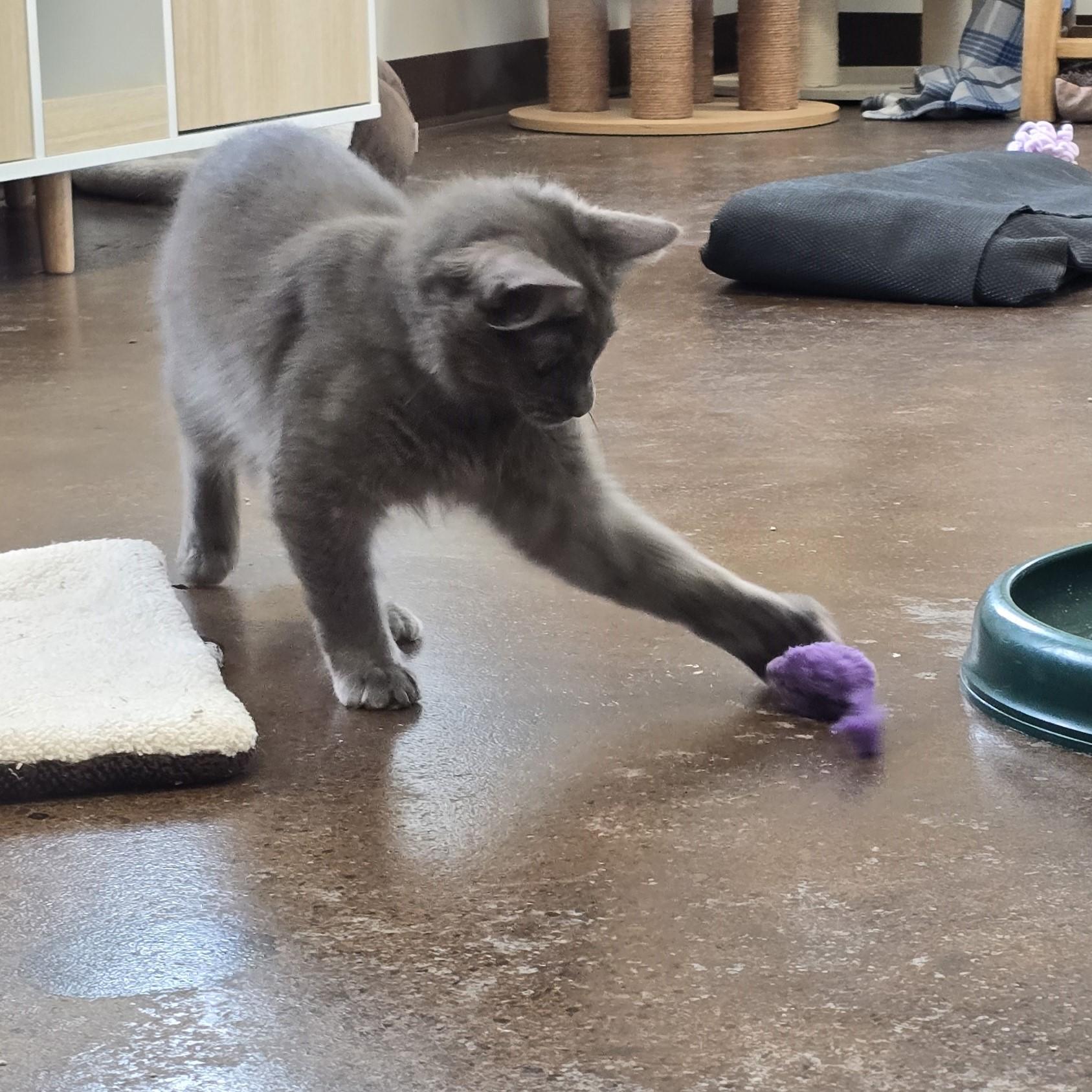 Enlarge Niño, a ADOPTABLE Domestic Medium Hair in Nashville, TN image 4/6