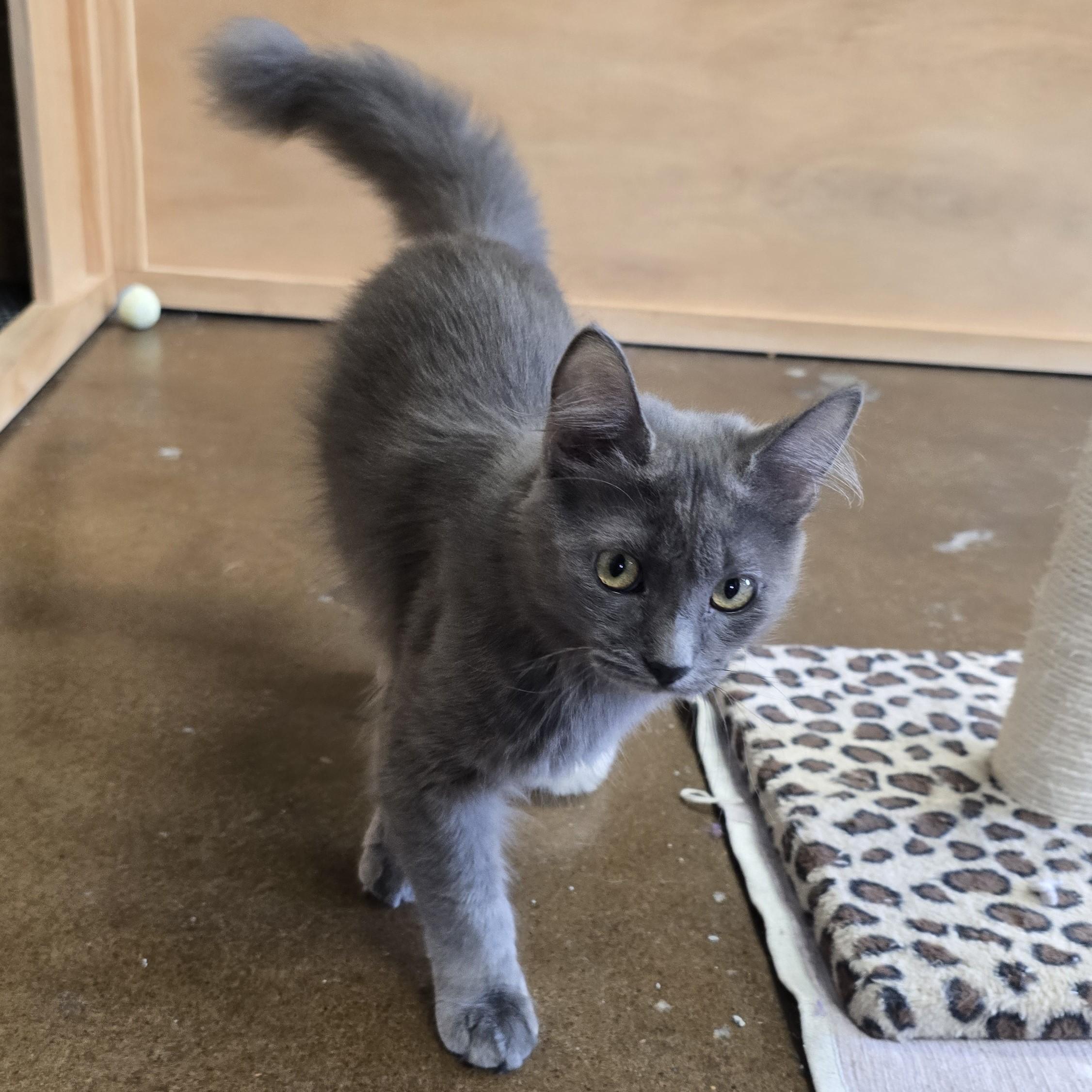 Enlarge Niño, a ADOPTABLE Domestic Medium Hair in Nashville, TN image 2/6
