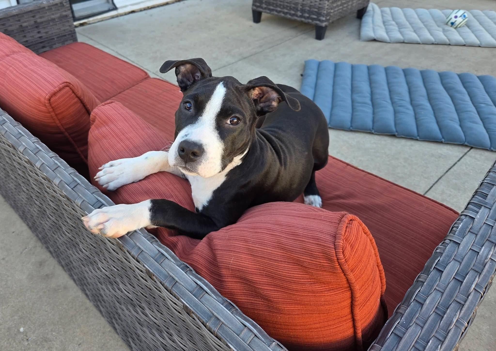 Roly the sweetest terrier mix puppy, Adoptable, Puppy Female American Staffordshire Terrier & Pit Bull Terrier.