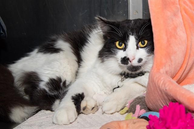 SIR FLUFFERTON, Adoptable, Young Male Domestic Medium Hair.