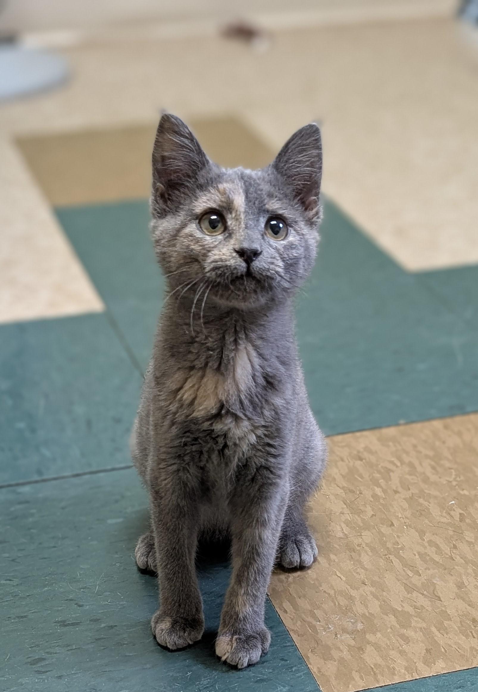 Enlarge Jasmine, an adopted mixed breed in Hastings, NE image 2/5