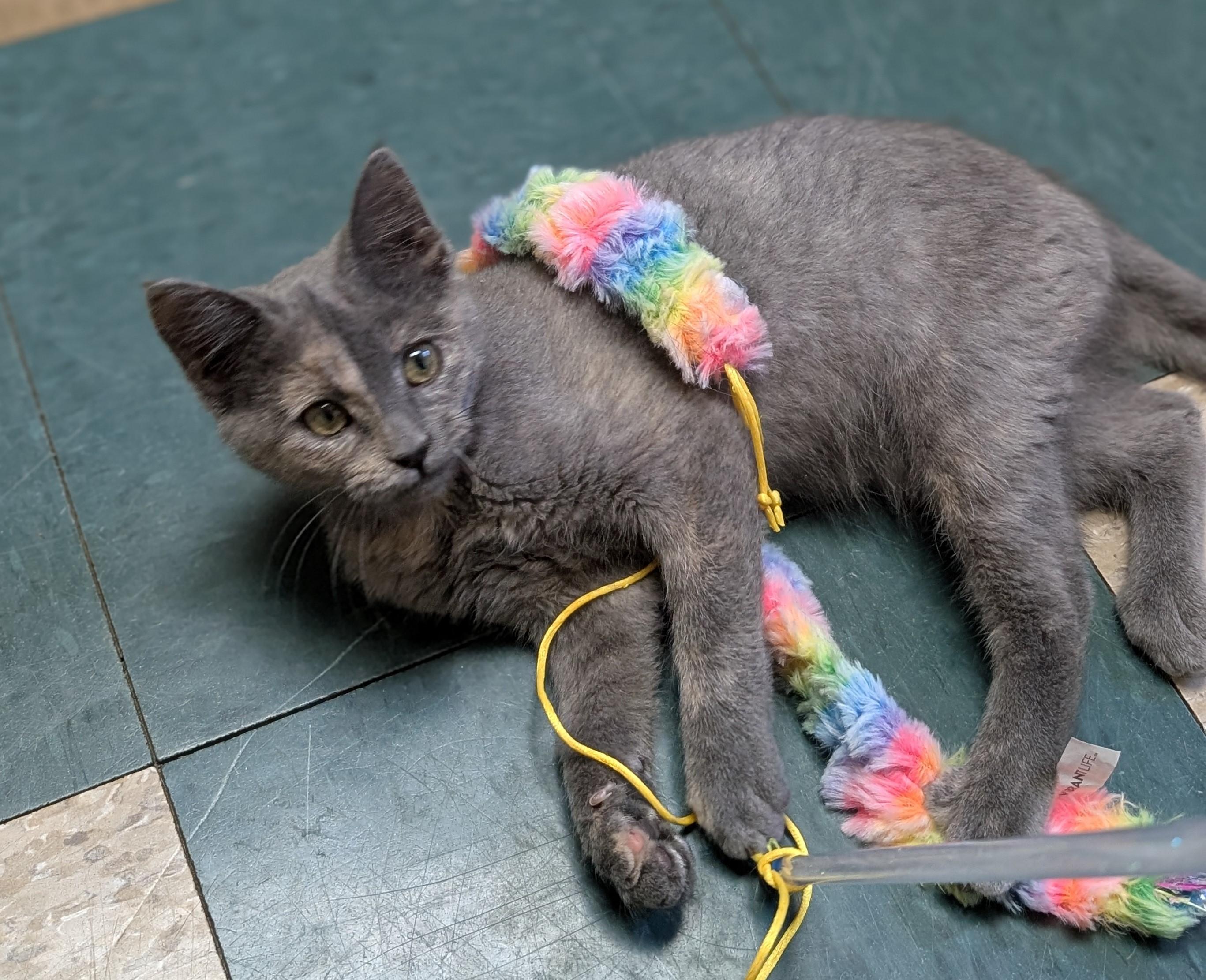 Enlarge Jasmine, an adopted mixed breed in Hastings, NE image 4/5