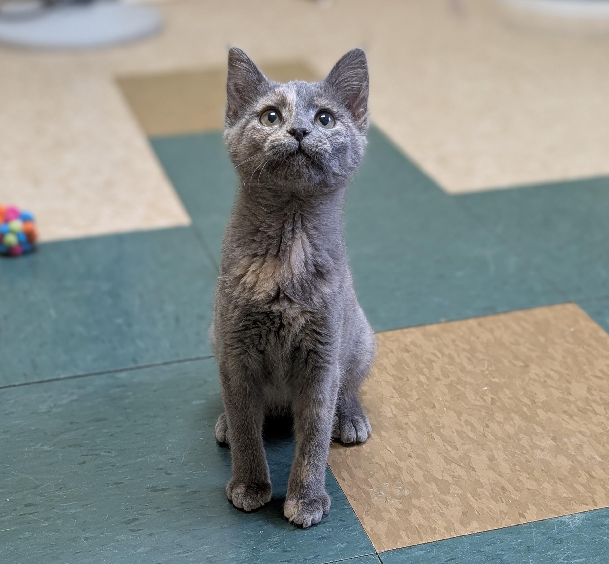Enlarge Jasmine, an adopted mixed breed in Hastings, NE image 5/5