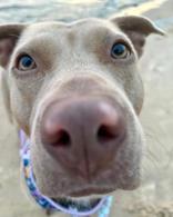 Angel, an adoptable Mixed Breed in Traverse City, MI, 49696 | Photo Image 2
