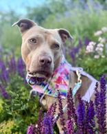 Angel, an adoptable Mixed Breed in Traverse City, MI, 49696 | Photo Image 1