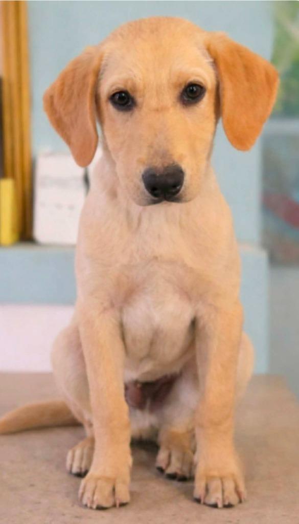 Enlarge Rayton, a Adopted mixed breed in El Dorado, AR image 1/1