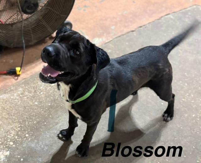 Blossom, a Adoptable mixed breed in Zimmerman, MN image 2/3