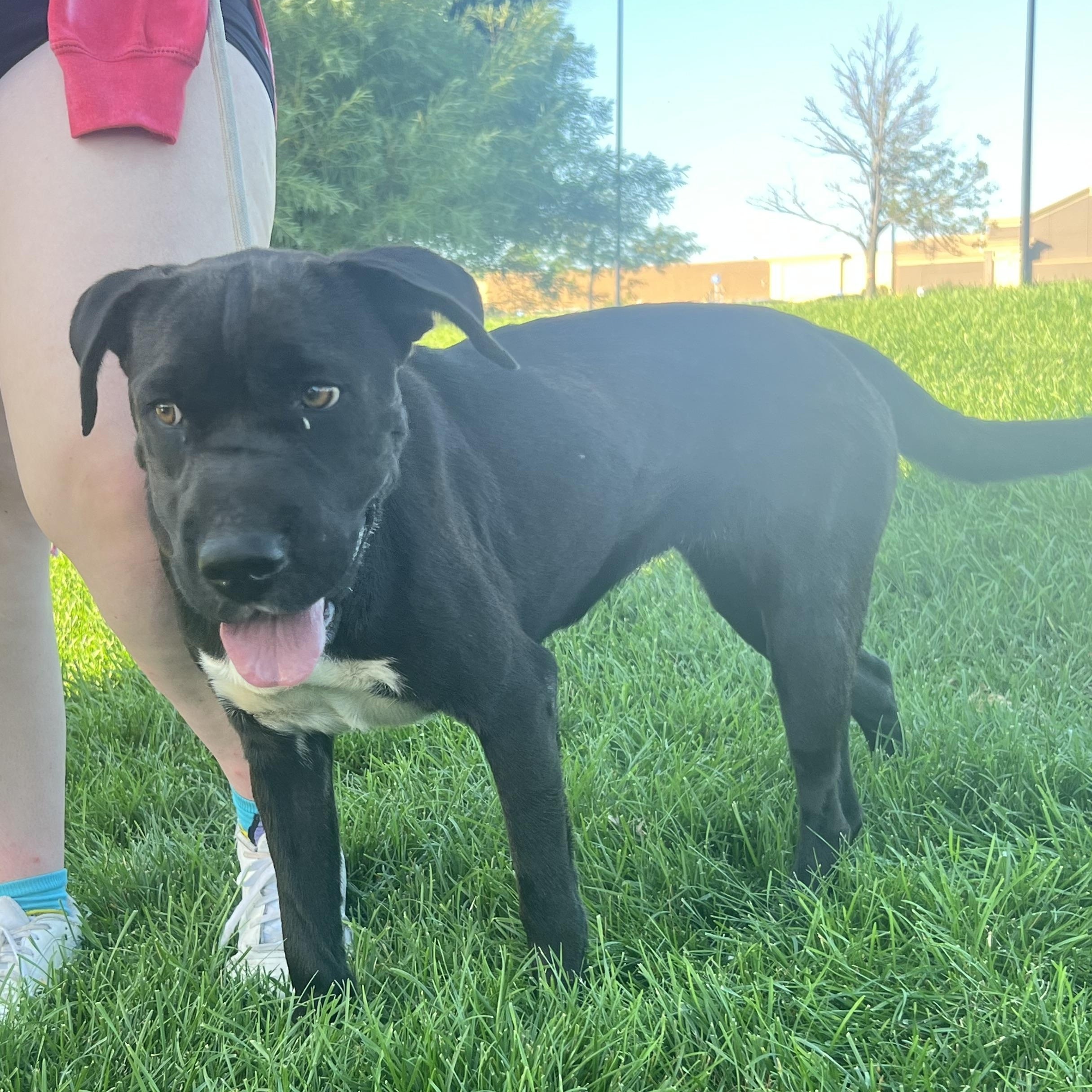 Blossom, a Adoptable mixed breed in Zimmerman, MN image 3/3