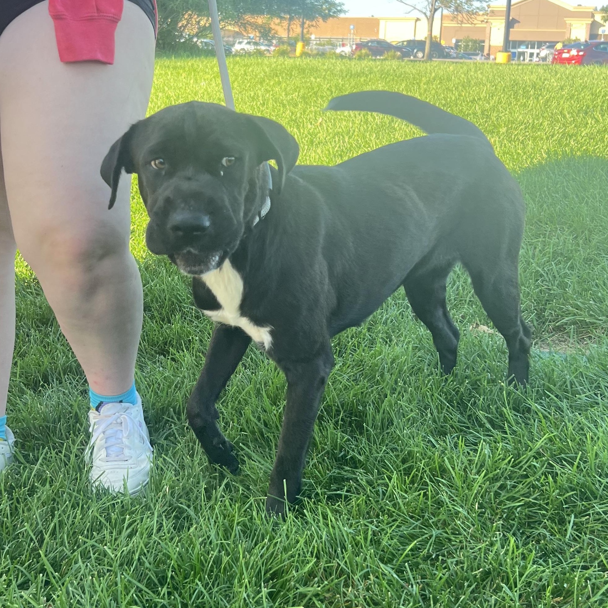 Blossom, Adoptable, Young Female Black Labrador Retriever.
