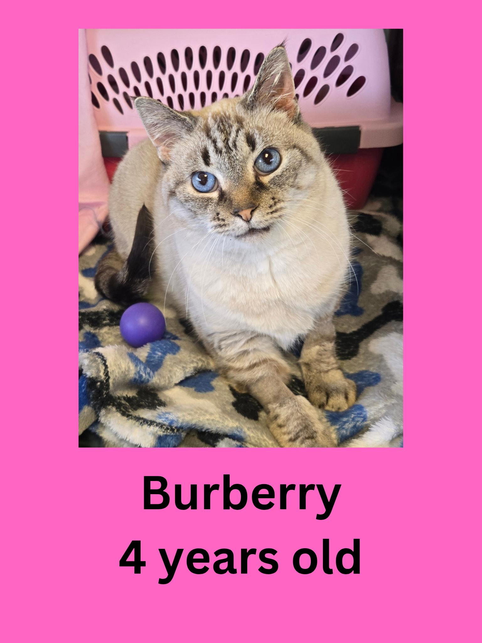 Burberry, ADOPTABLE, Adult Female Domestic Short Hair.