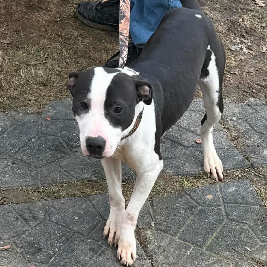 Enlarge Riley, a Adoptable Pit Bull Terrier in Lima, OH image 1/4