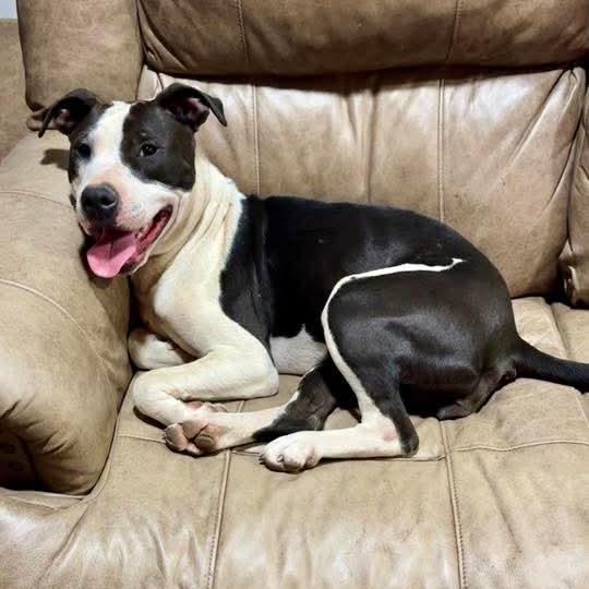 Enlarge Riley, a Adoptable Pit Bull Terrier in Lima, OH image 2/4
