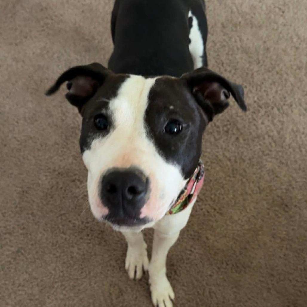 Enlarge Riley, a Adoptable Pit Bull Terrier in Lima, OH image 3/4