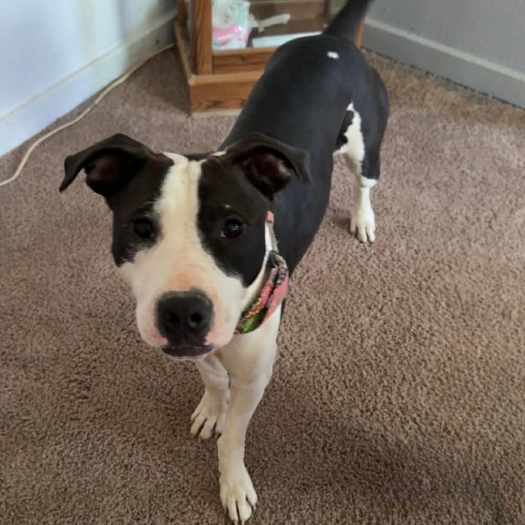 Enlarge Riley, a Adoptable Pit Bull Terrier in Lima, OH image 4/4