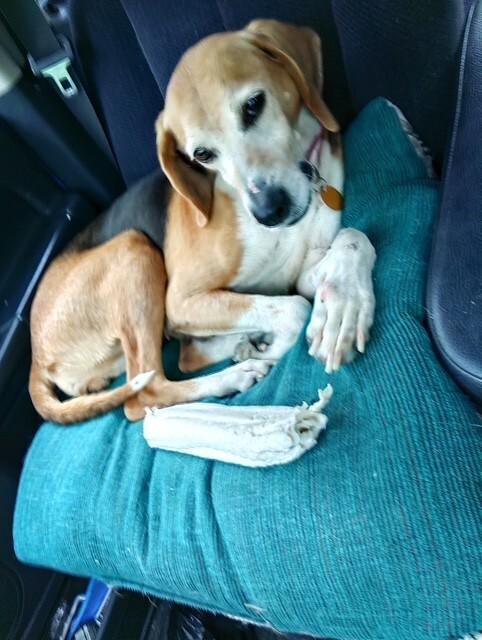 Enlarge Tala, a Adoptable Hound in Providence Forge, VA image 1/4