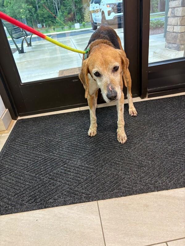 Tala, Adoptable, Adult Female Hound.