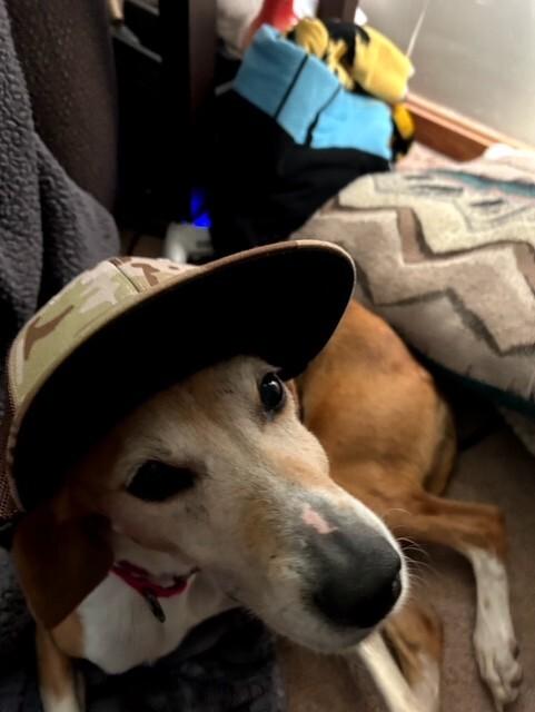 Enlarge Tala, a Adoptable Hound in Providence Forge, VA image 3/4