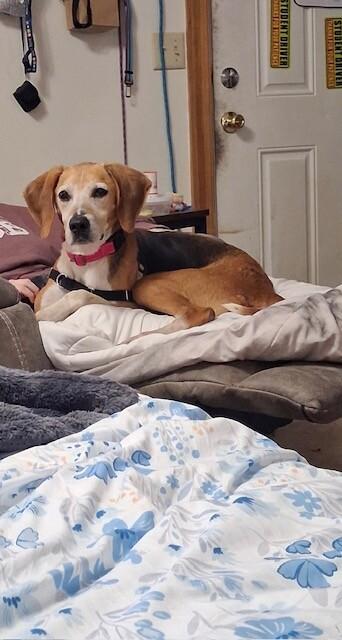 Enlarge Tala, a Adoptable Hound in Providence Forge, VA image 4/4