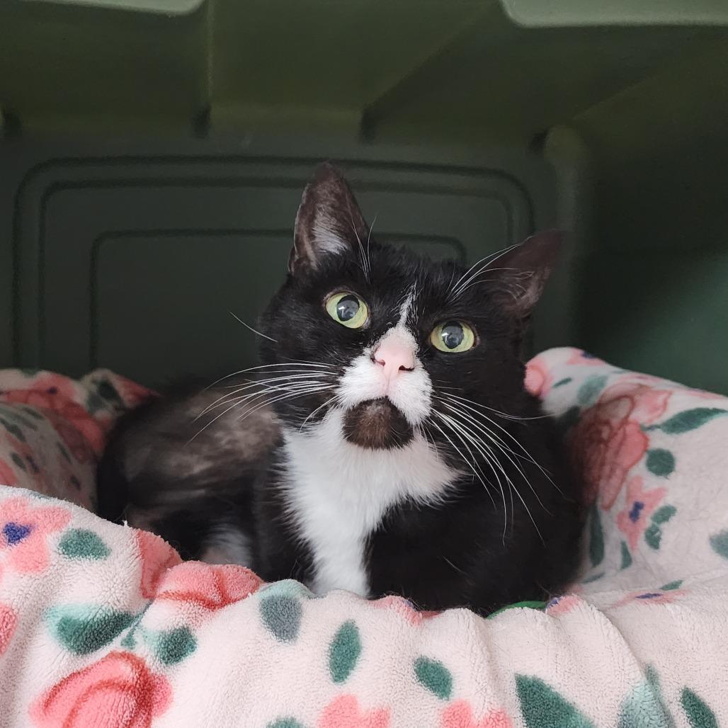 Enlarge Table Scraps, a Adoptable Domestic Short Hair in Dixon, IL image 1/3