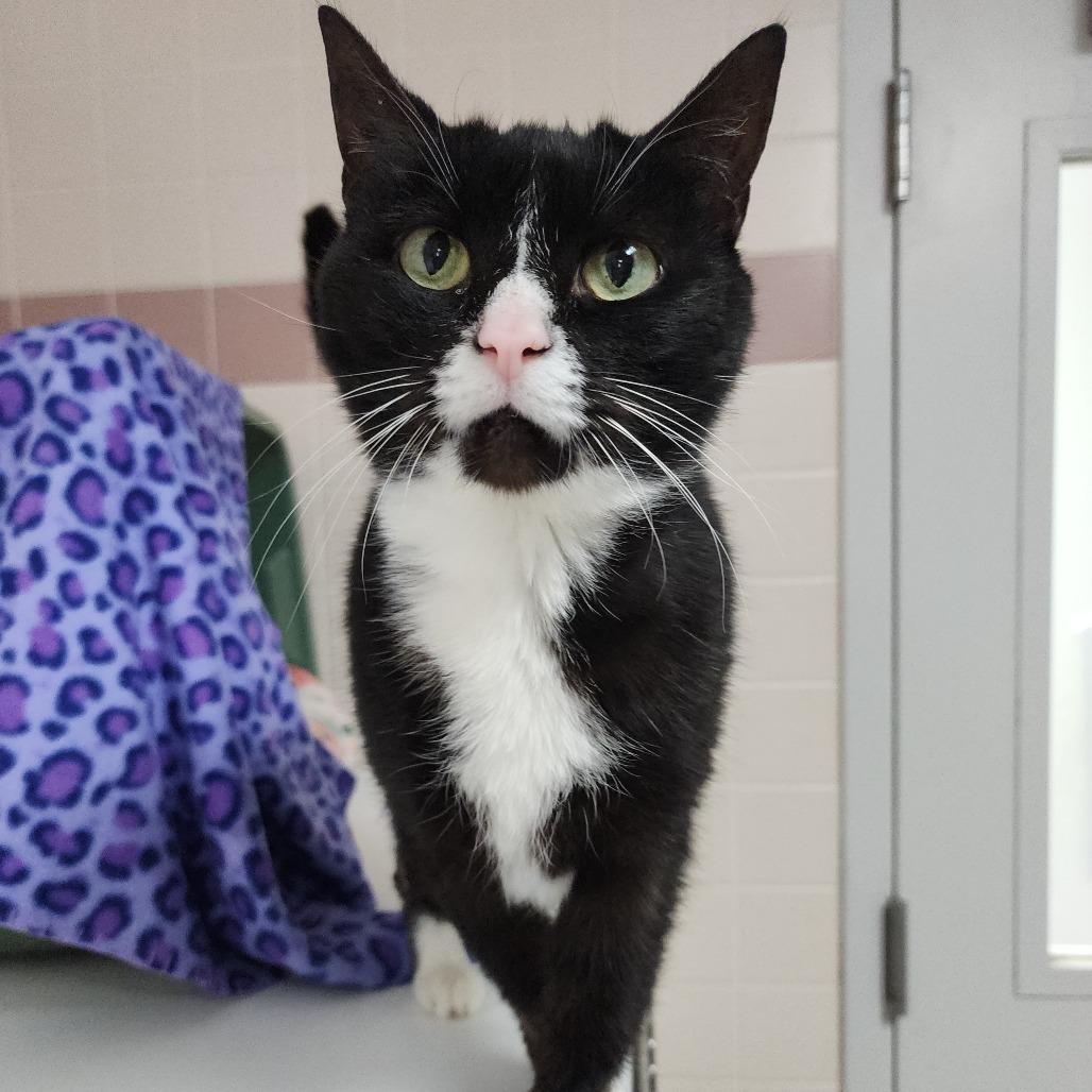 Enlarge Table Scraps, a Adoptable Domestic Short Hair in Dixon, IL image 2/3