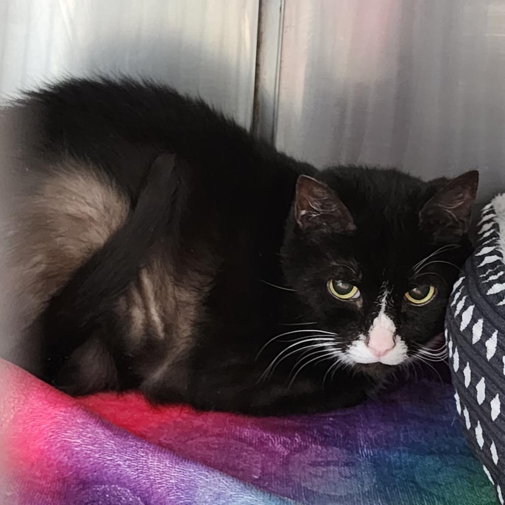 Enlarge Table Scraps, a Adoptable Domestic Short Hair in Dixon, IL image 3/3