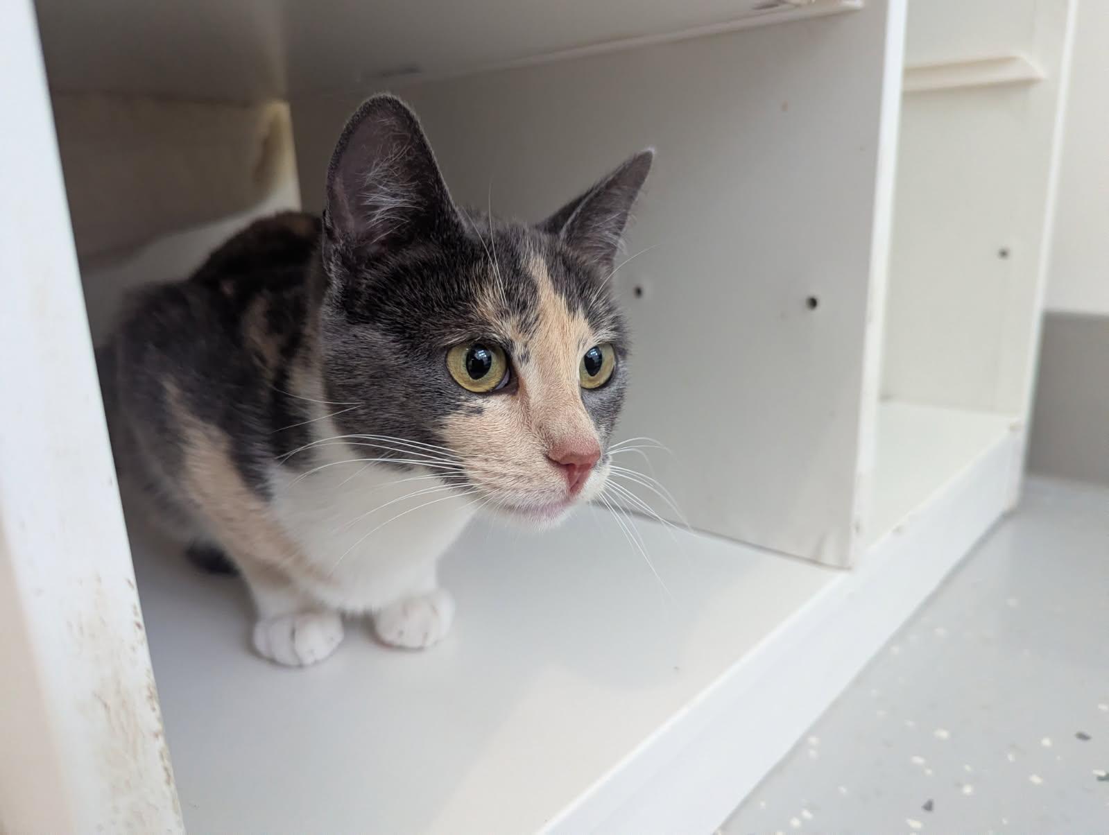 Enlarge BABY GIRL, a Adoptable Domestic Short Hair in Santa Cruz, CA image 1/1