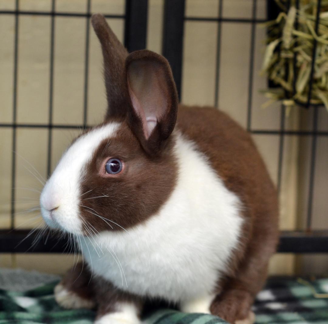 Enlarge Rabbit, an adoptable mixed breed in Sanford, FL image 1/2