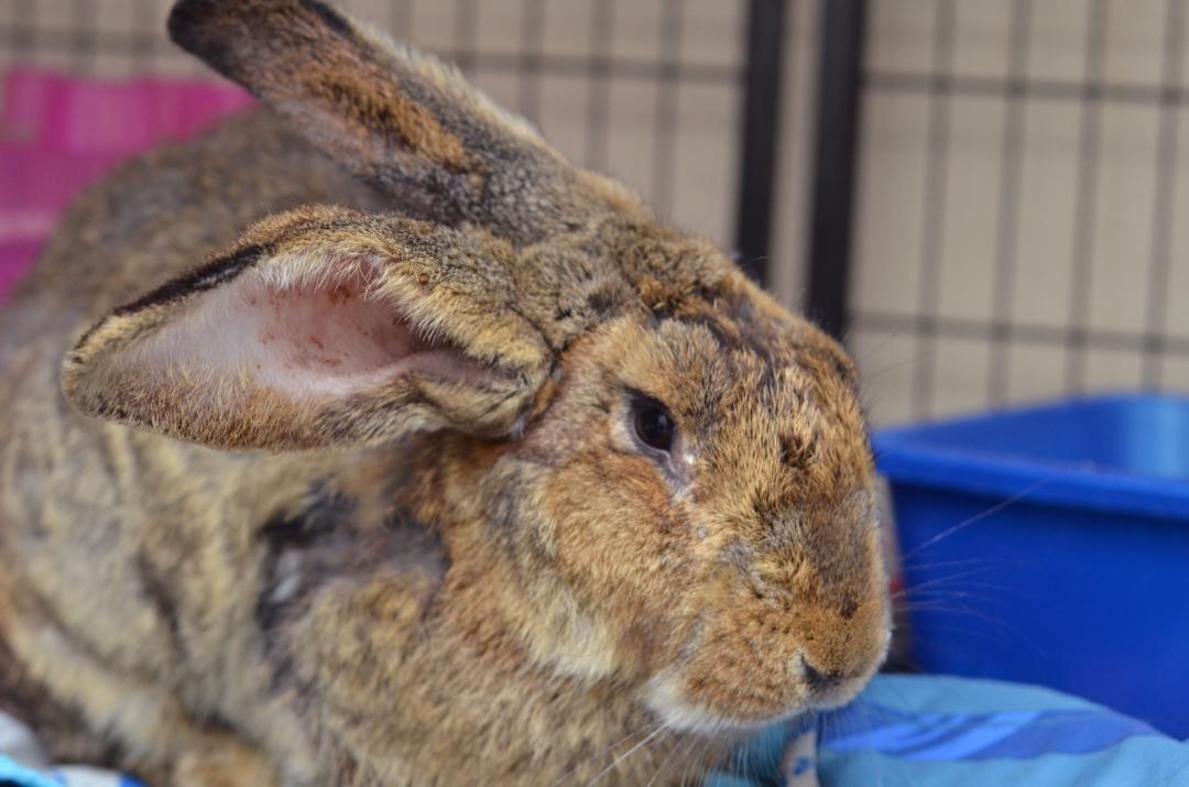 Enlarge Rabbit, an adoptable mixed breed in Sanford, FL image 2/3