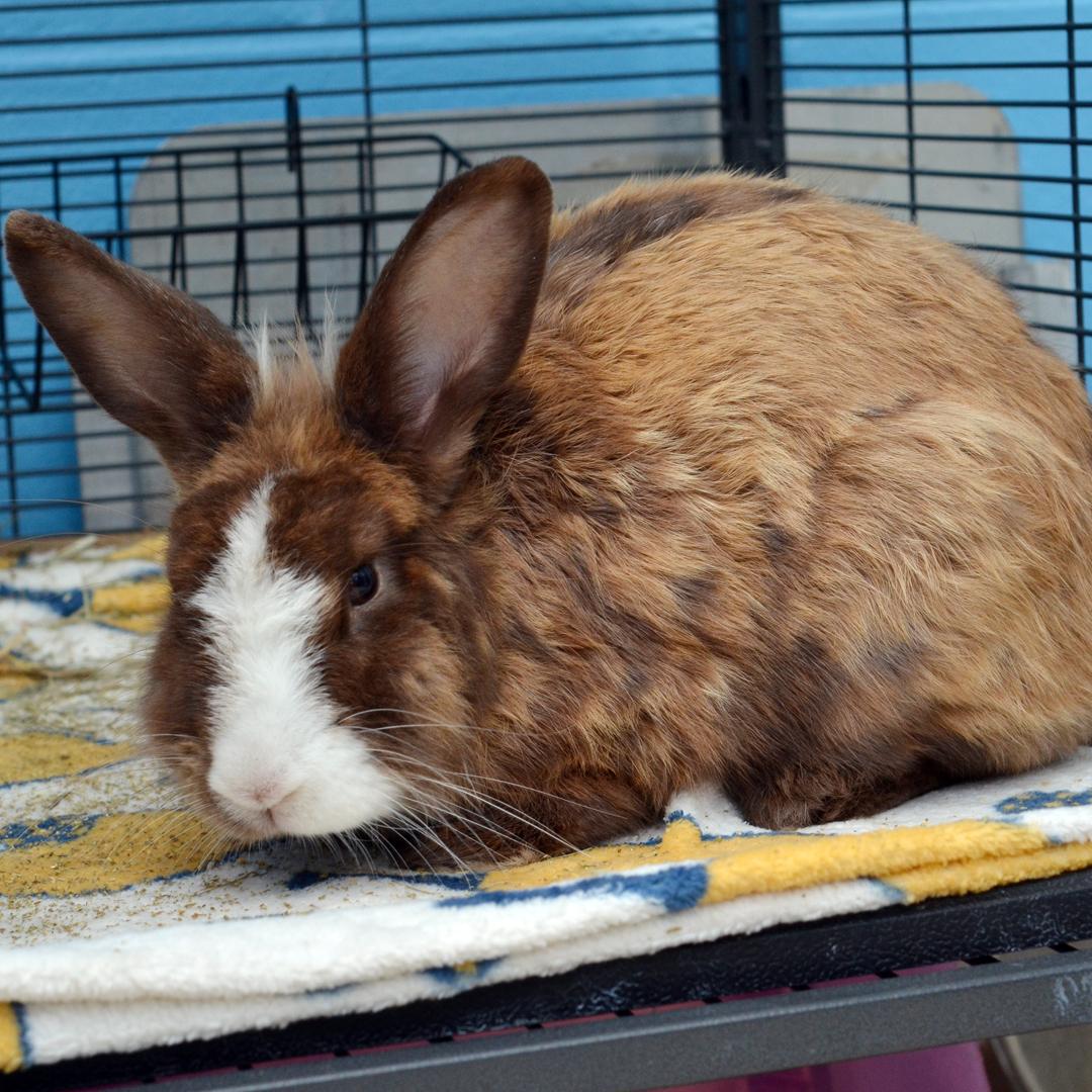 Enlarge Rabbit, an adoptable mixed breed in Sanford, FL image 1/1