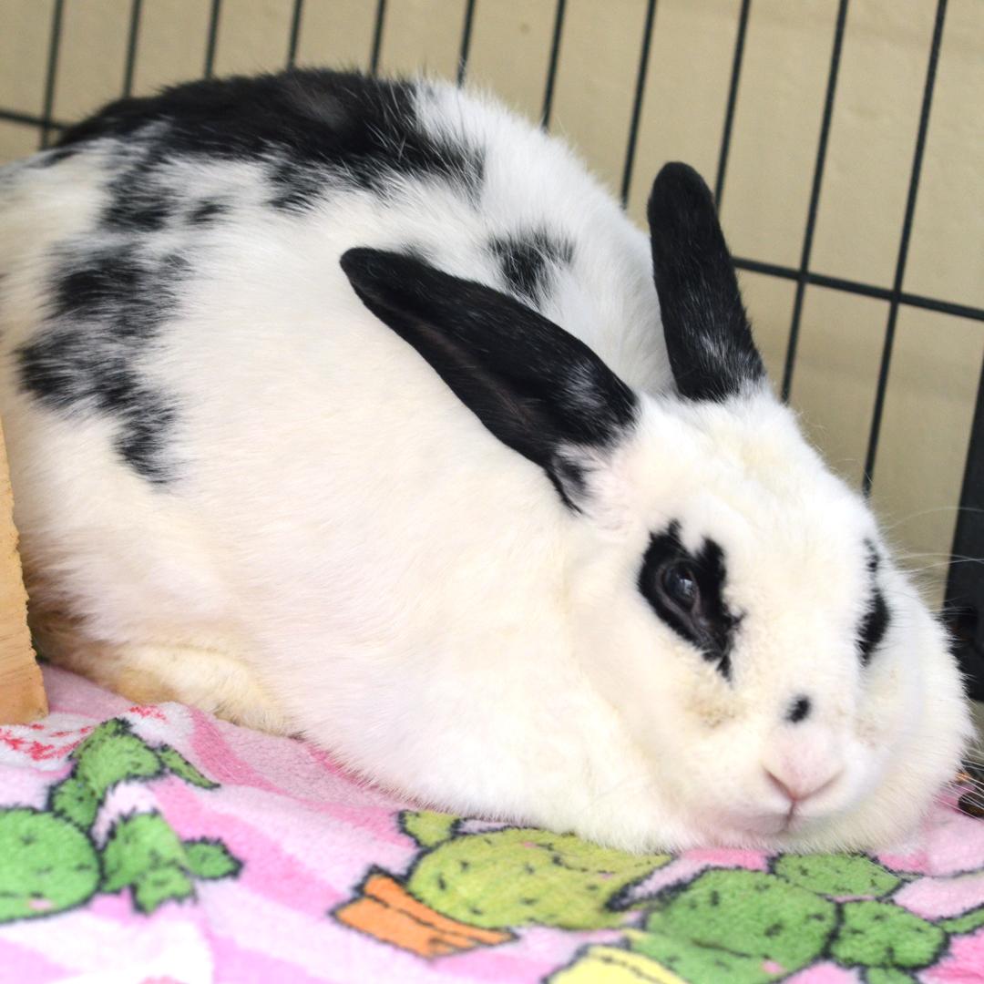 Rabbit, a Adoptable mixed breed in Sanford, FL image 1/2