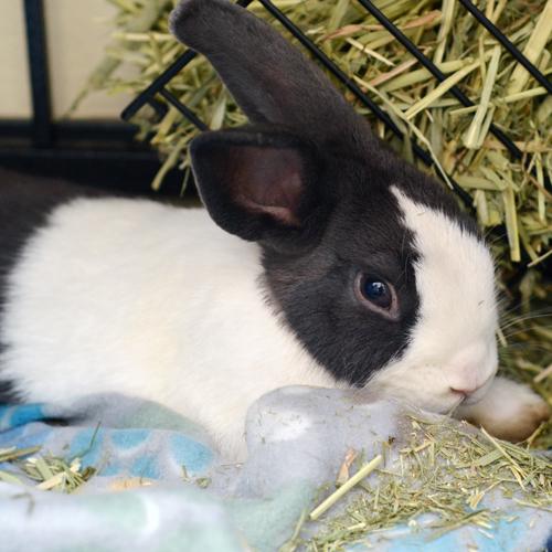 Rabbit, adoptable, Adult Male Bunny Rabbit.