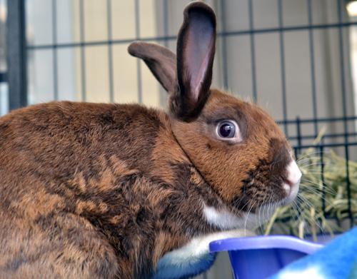 Enlarge Rabbit, an adoptable mixed breed in Sanford, FL image 2/2