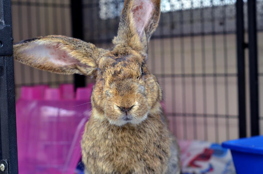 Rabbit, adoptable, Adult Male Bunny Rabbit.