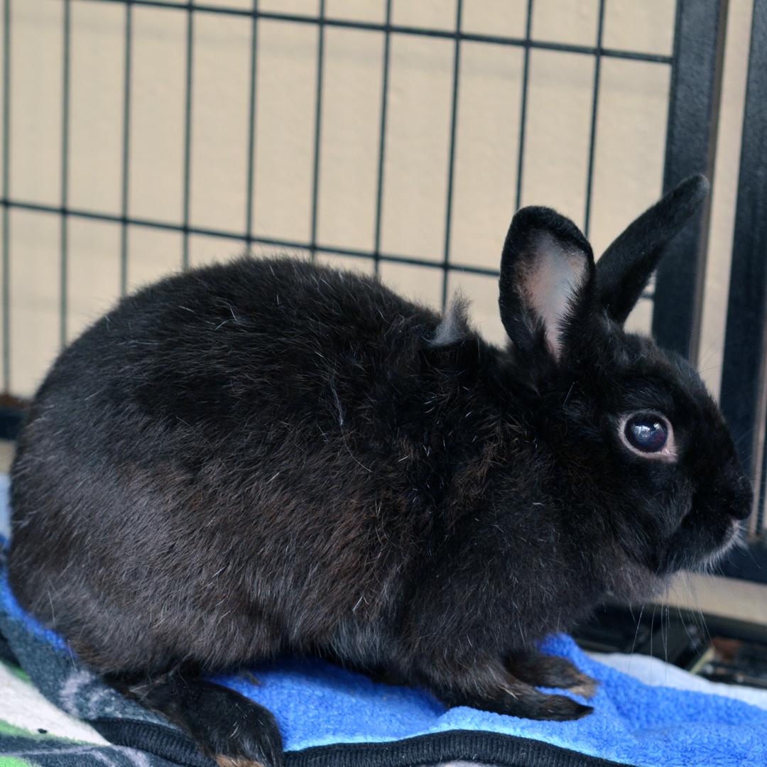 Rabbit, a Adoptable mixed breed in Sanford, FL image 2/2