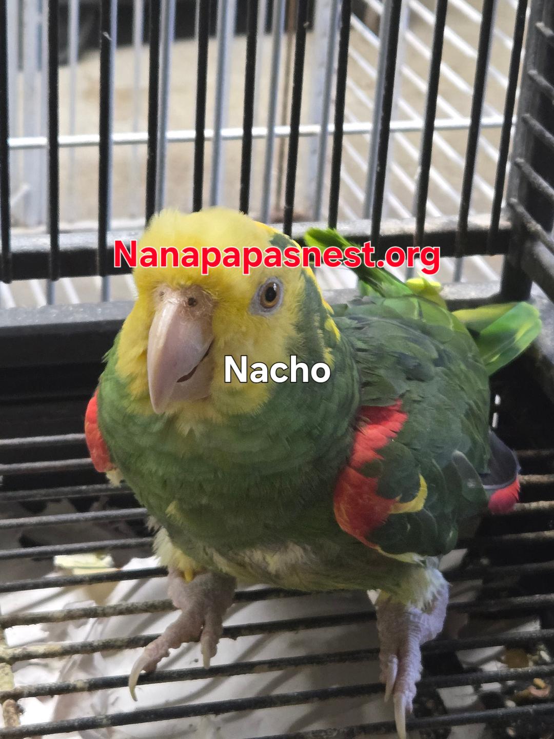 Enlarge Nacho, a Adoptable Amazon in Wakefield, VA image 1/1
