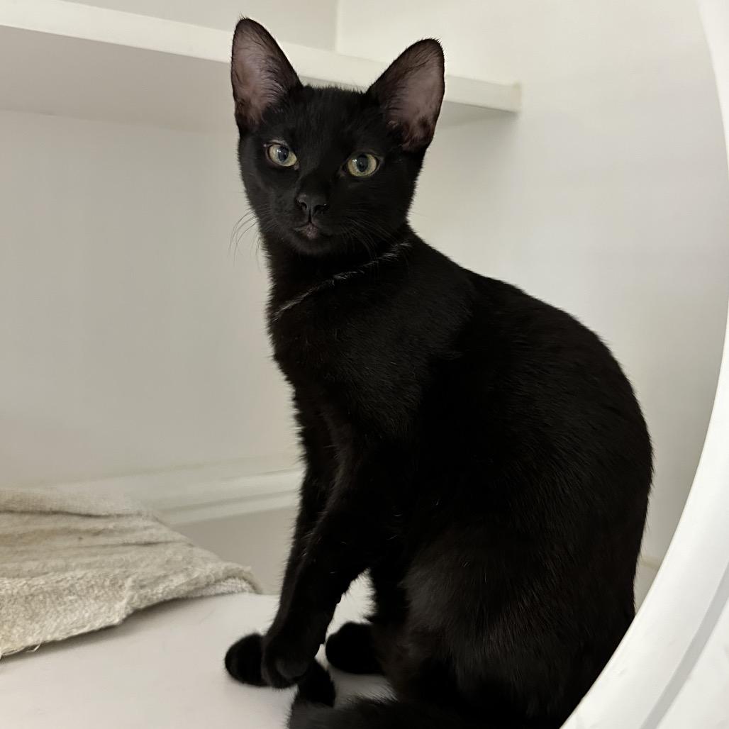 Xoom, Adoptable, Kitten Female Domestic Short Hair.