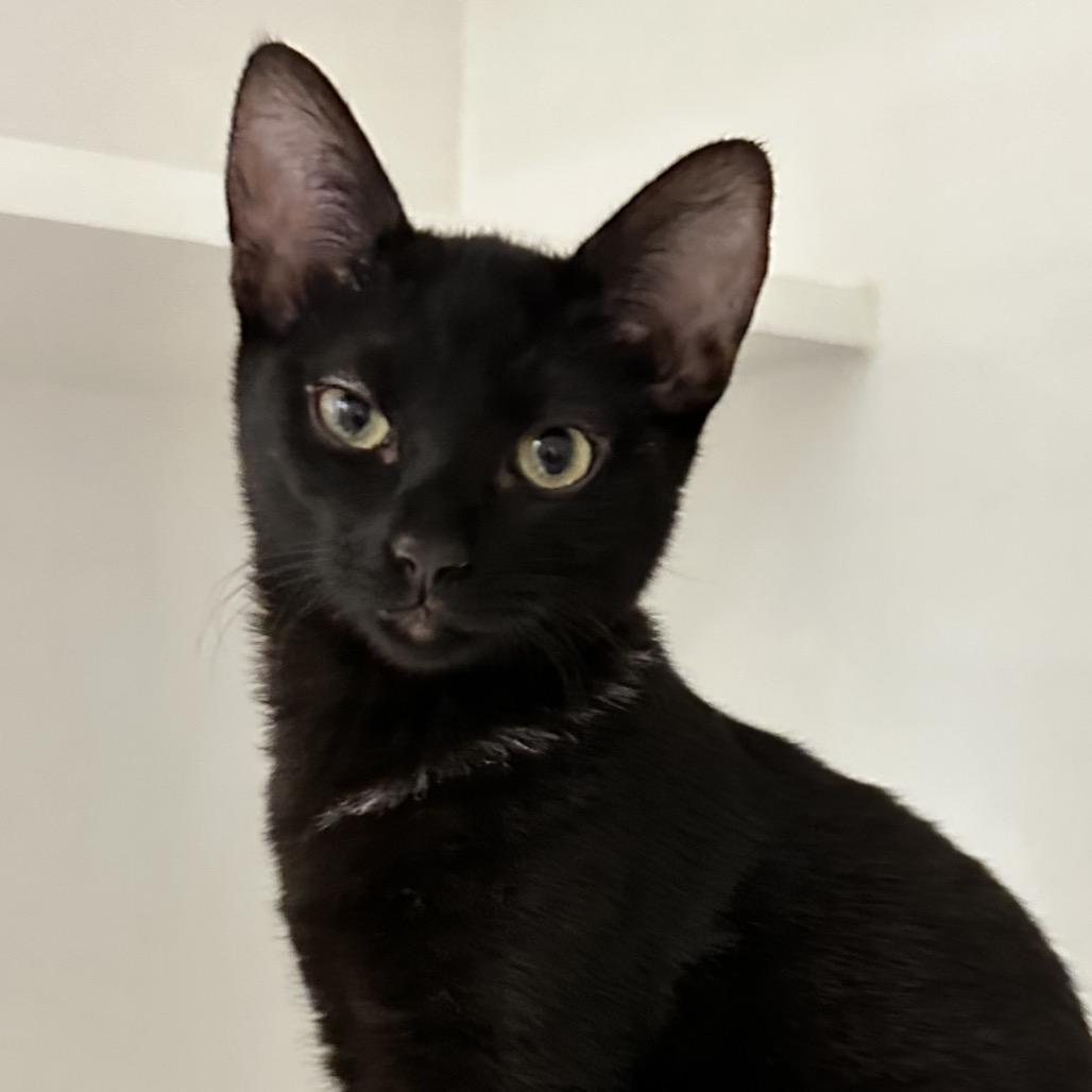 Enlarge Xoom, a Adoptable Domestic Short Hair in Phoenix, AZ image 2/2