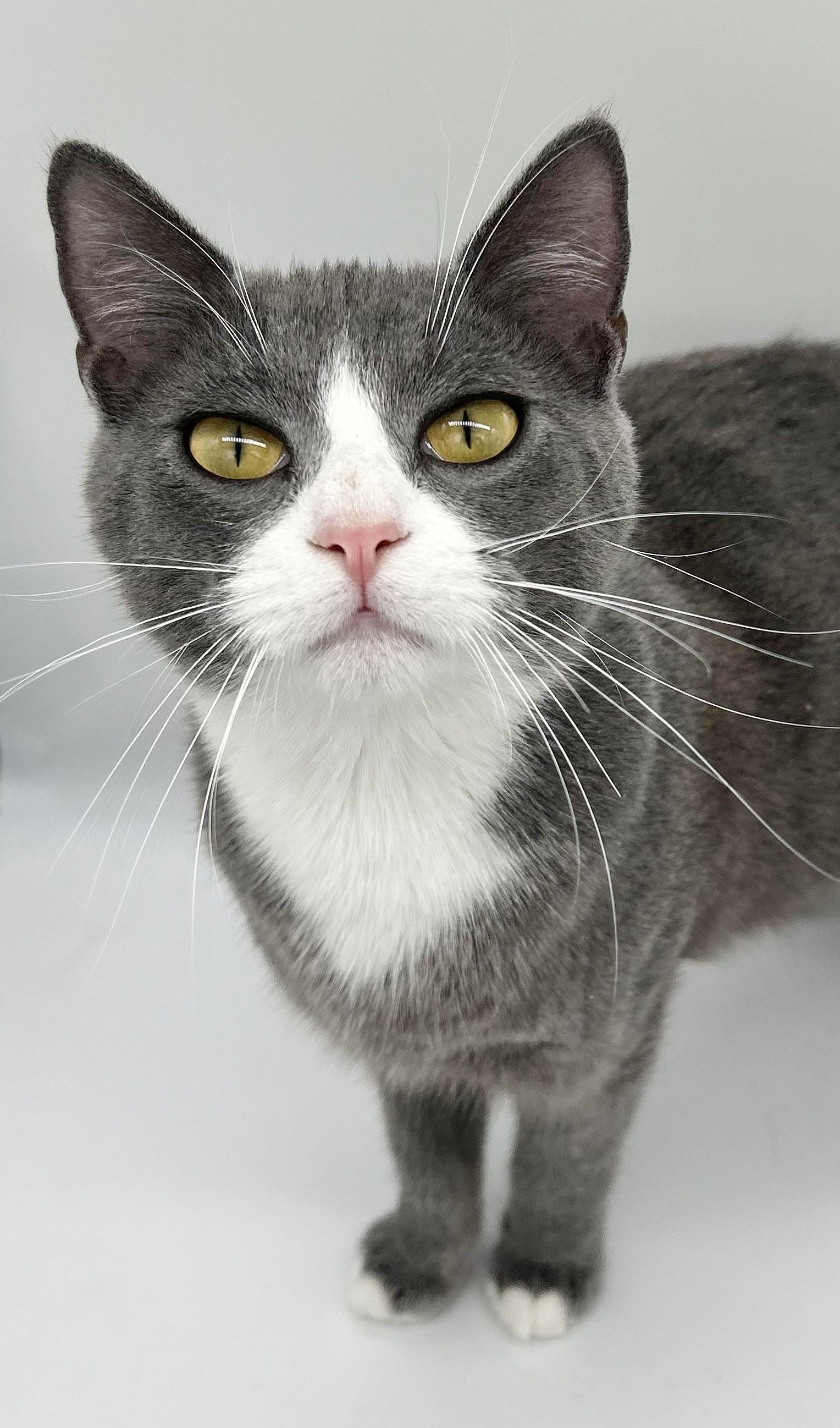 Enlarge Tiger is terrrifffficcc!!  THERAPY LAP Kitten - VIDEOS, an adoption pending mixed breed in Bedford Hills, NY image 4/6