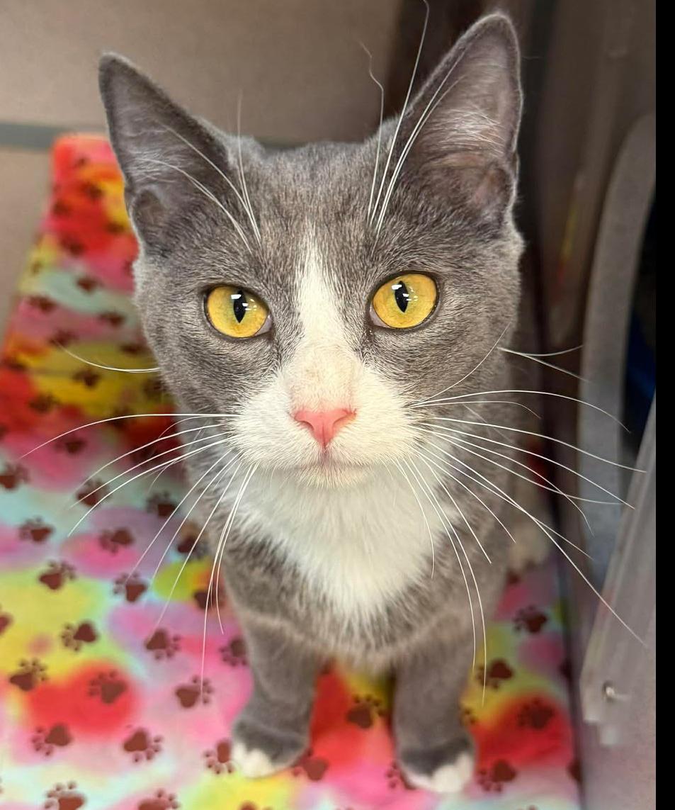 Enlarge Tiger is terrrifffficcc!!  THERAPY LAP Kitten - VIDEOS, an adoption pending mixed breed in Bedford Hills, NY image 2/6