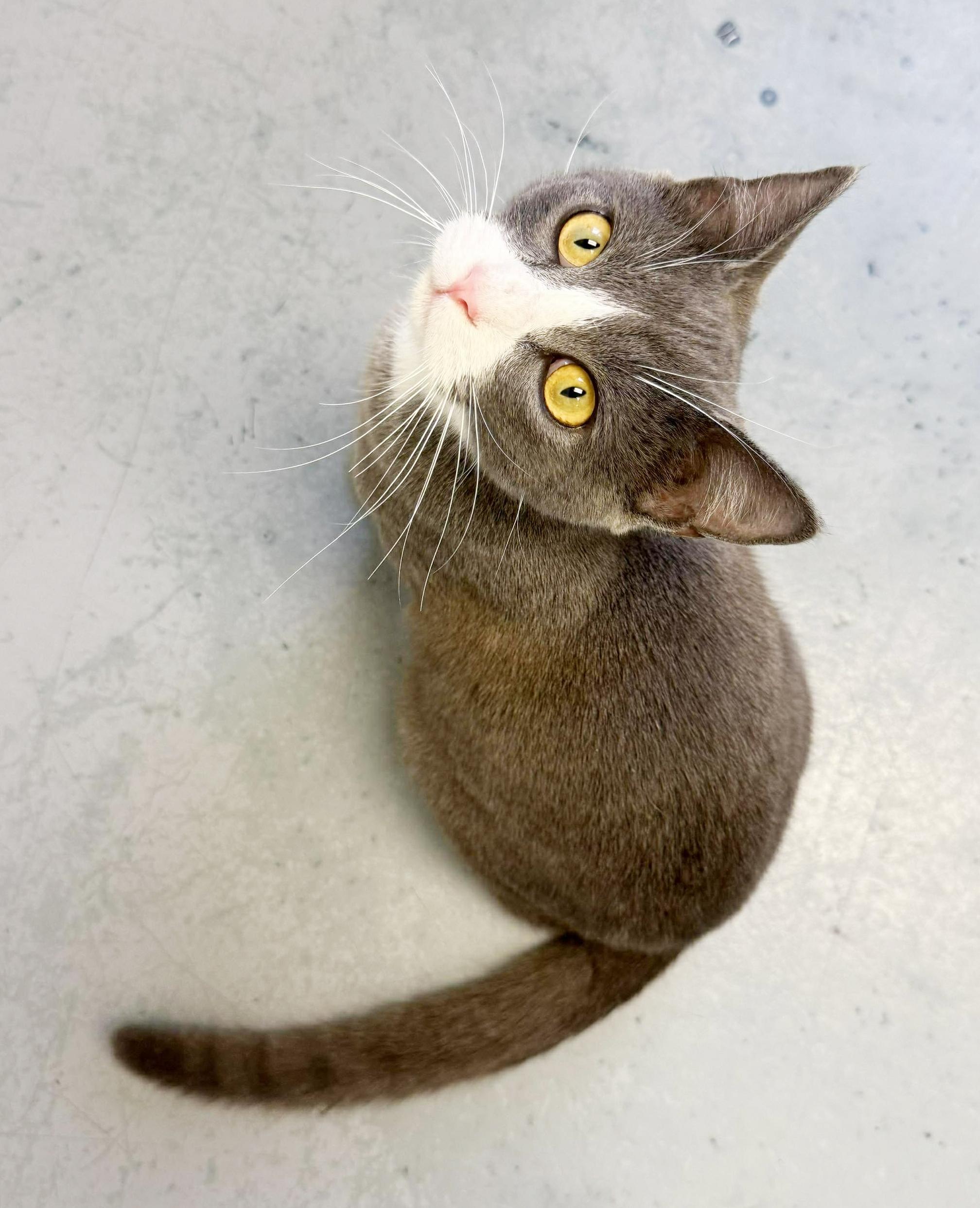 Enlarge Tiger is terrrifffficcc!!  THERAPY LAP Kitten - VIDEOS, an adoption pending mixed breed in Bedford Hills, NY image 5/6