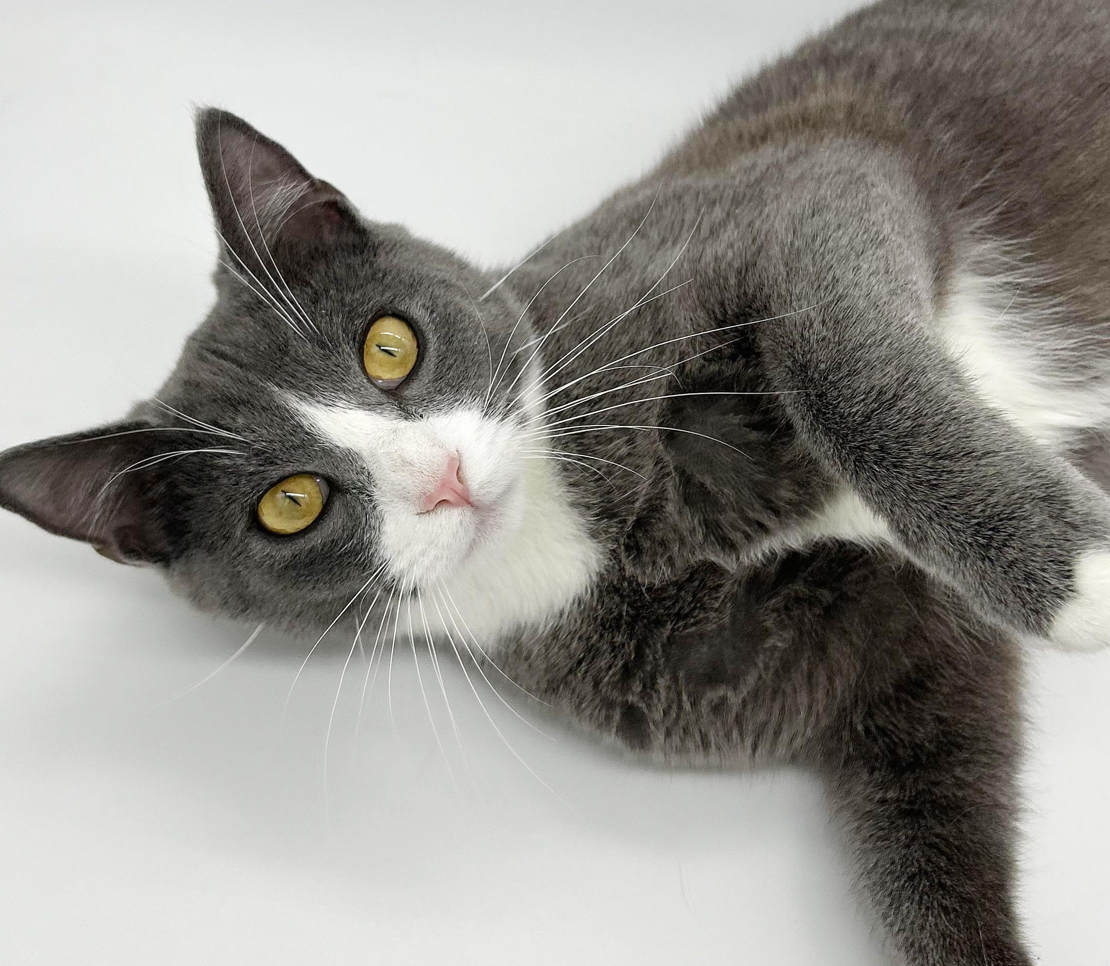 Enlarge Tiger is terrrifffficcc!!  THERAPY LAP Kitten - VIDEOS, an adoption pending mixed breed in Bedford Hills, NY image 1/6