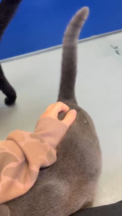 Enlarge Tiger is terrrifffficcc!!  THERAPY LAP Kitten - VIDEOS, an adoption pending mixed breed in Bedford Hills, NY video 3/6