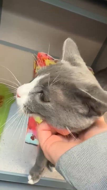 Enlarge Tiger is terrrifffficcc!!  THERAPY LAP Kitten - VIDEOS, an adoption pending mixed breed in Bedford Hills, NY video 6/6