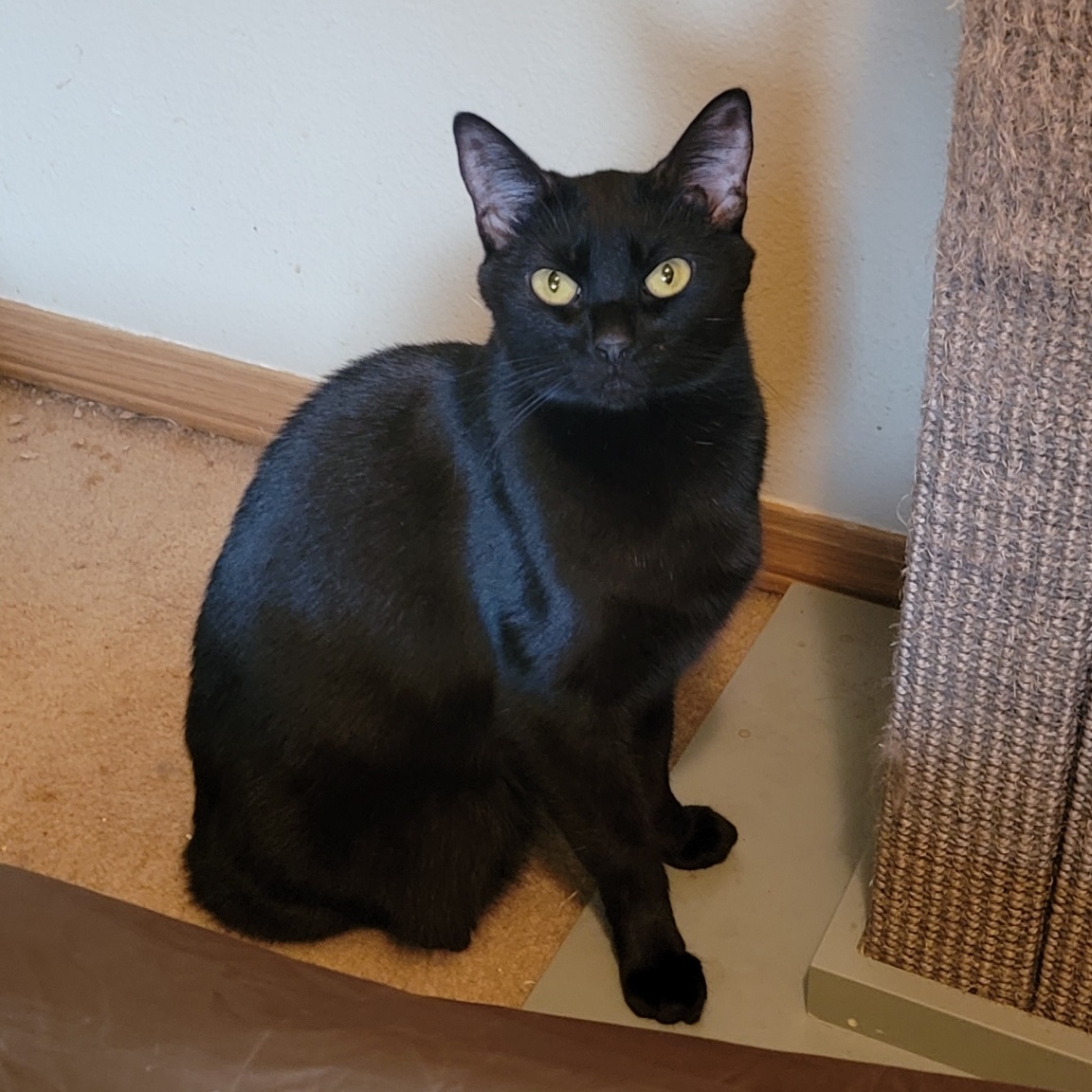 Enlarge Luna, a Adopted Domestic Short Hair in Steilacoom, WA image 1/2