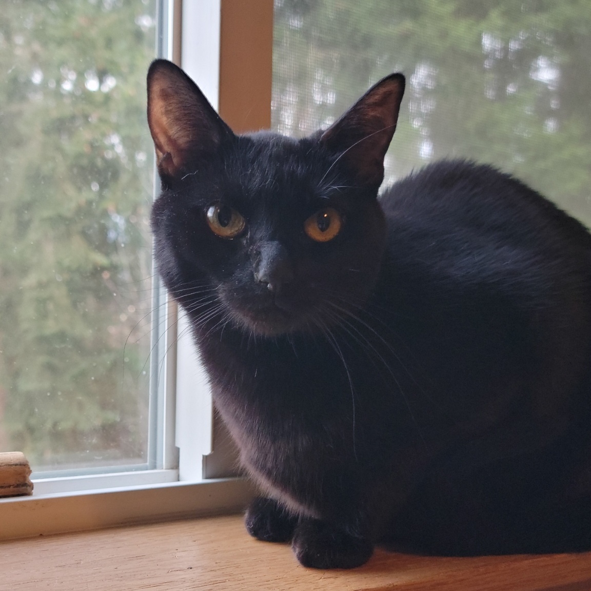 Enlarge Luna, a Adopted Domestic Short Hair in Steilacoom, WA image 2/2