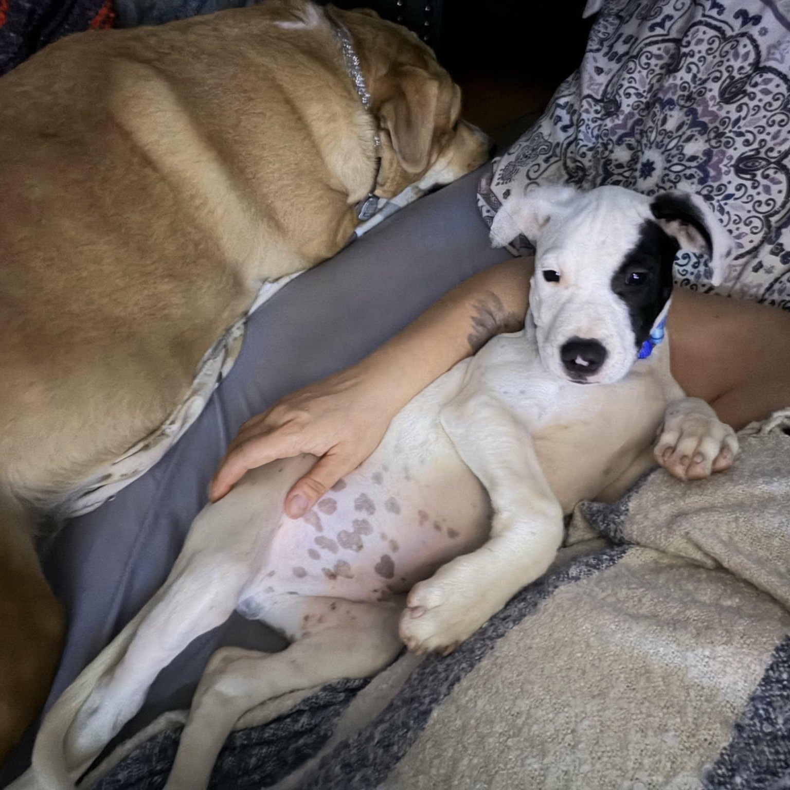 Enlarge Fred, an adopted mixed breed in Schenectady, NY image 2/3