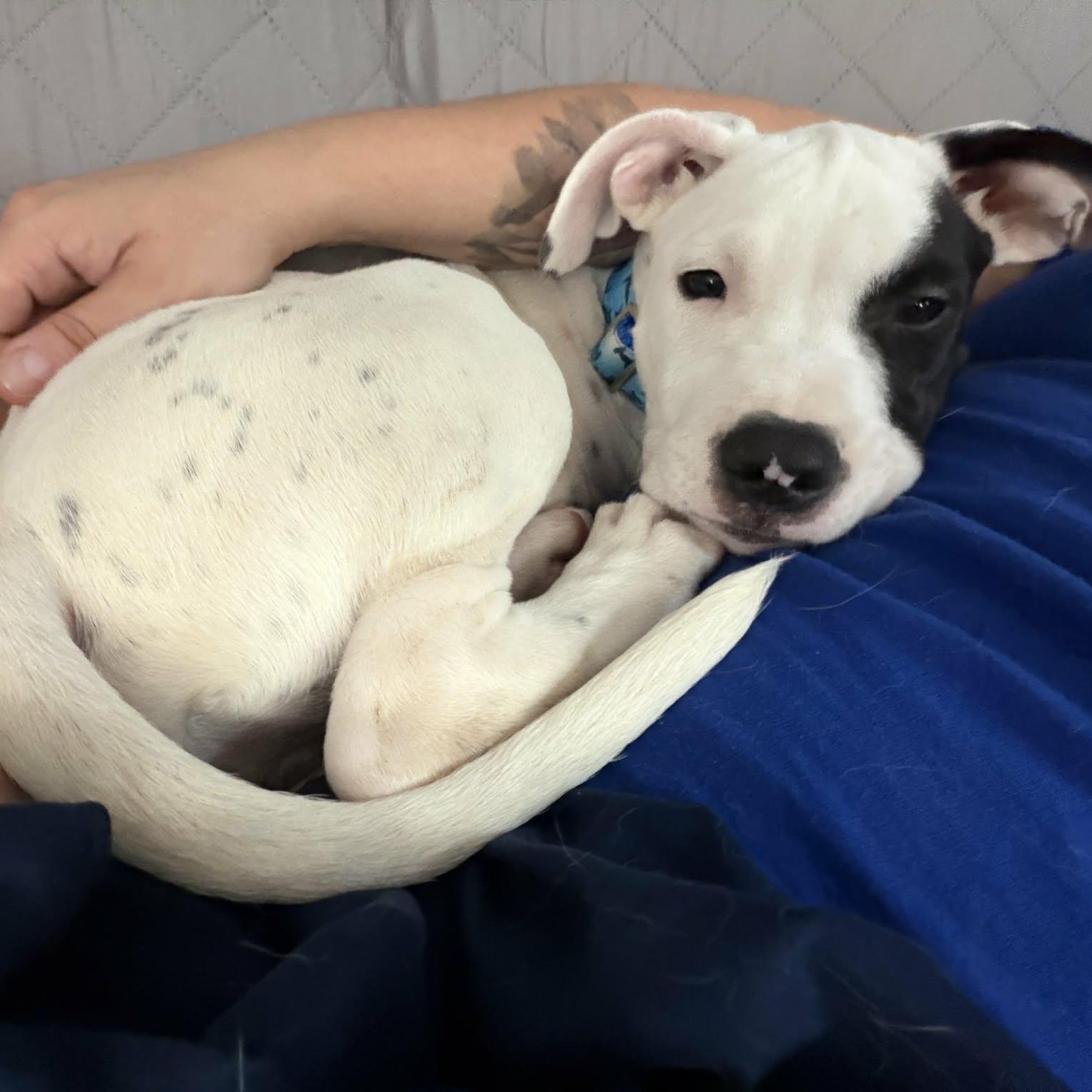 Fred, adopted, Puppy Male Pit Bull Terrier.