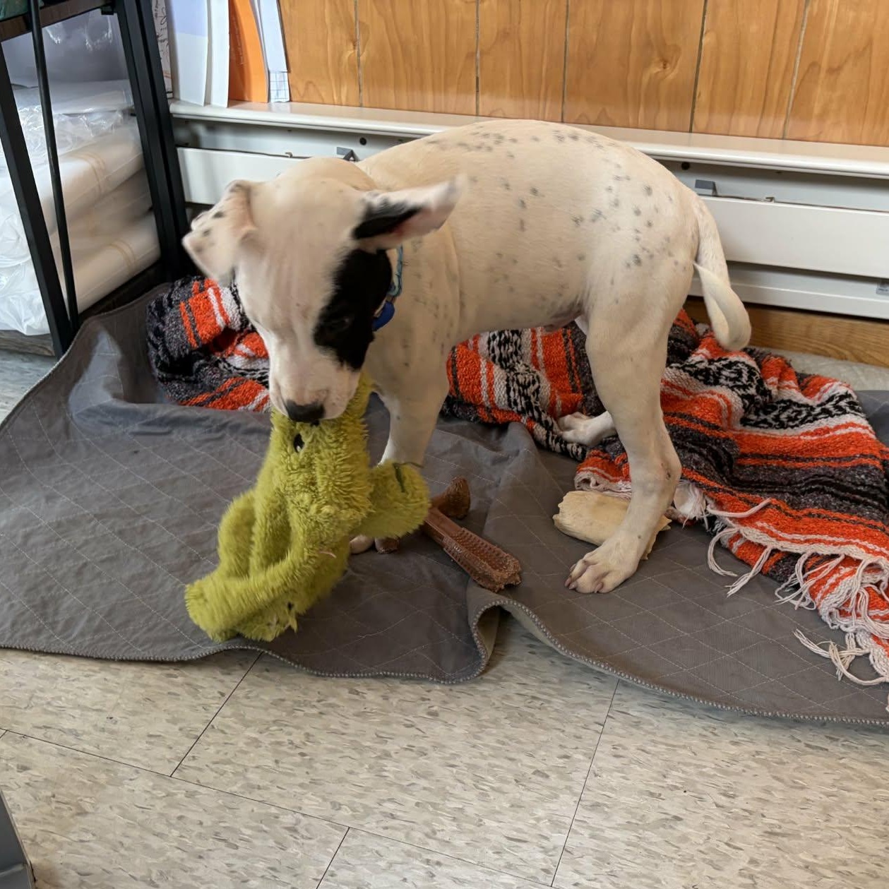 Enlarge Fred, an adopted mixed breed in Schenectady, NY image 3/3