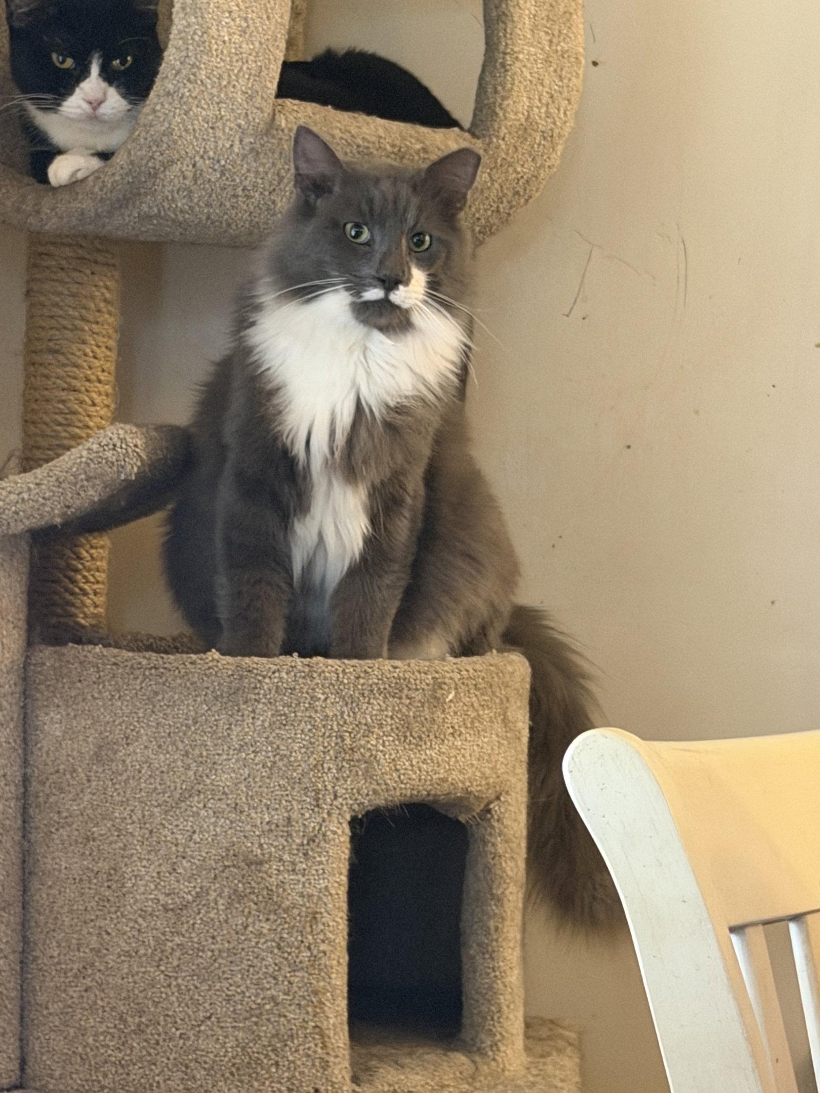 Walter, Adopted, Adult Male Maine Coon.